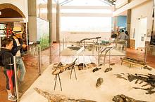 El Centro de Investigaciones Paleontologicas - CIP