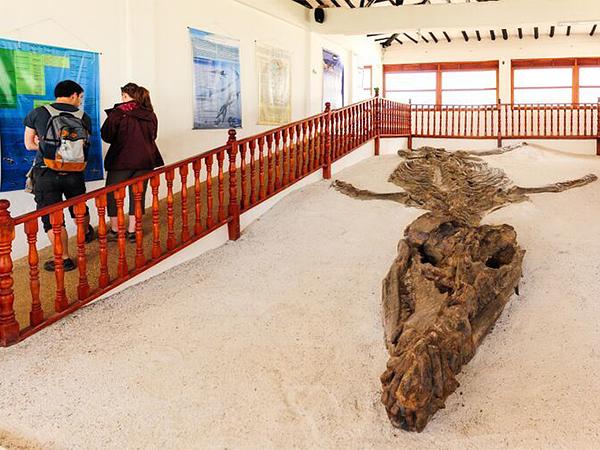 Museo   El Fósil